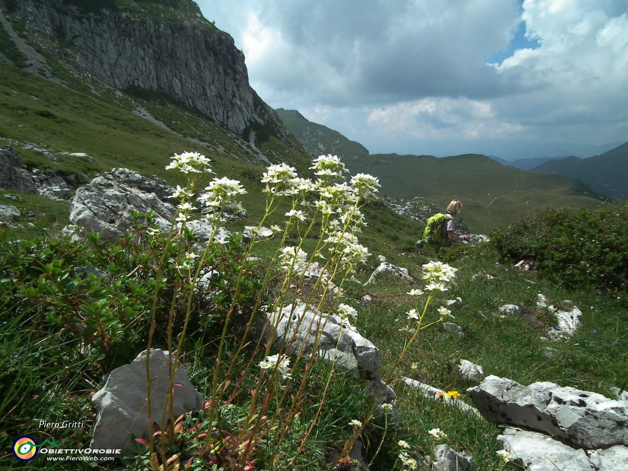 70 Valeriana delle rupi (Valeriana saxatilis).JPG